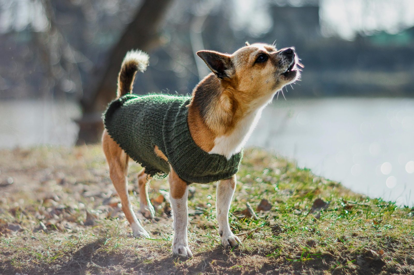 Como Parar o Latido Excessivo do Seu Cão