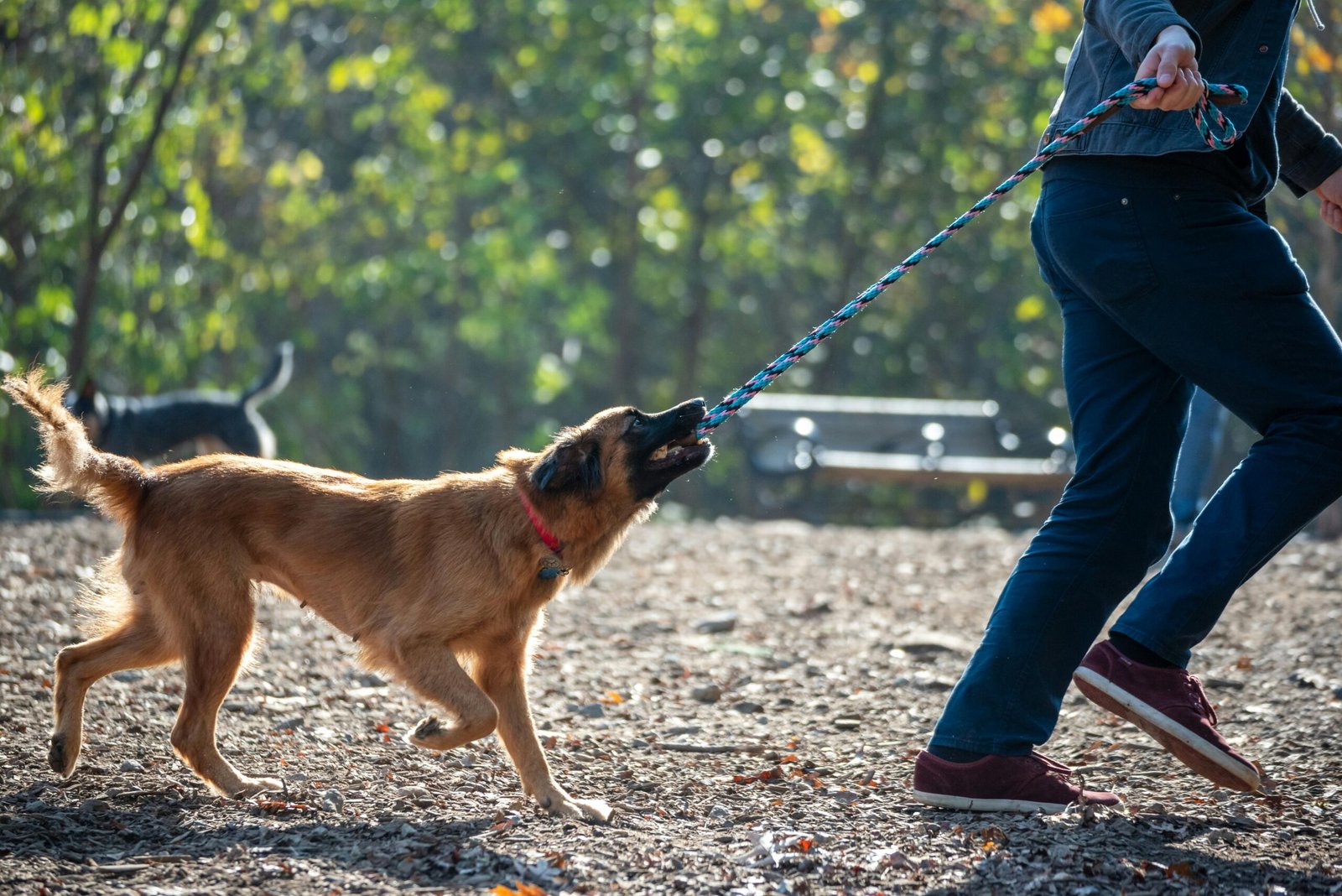 Sinais de que o seu cão precisa de treino profissional